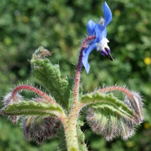 Photographie n°1140619 du taxon Borago officinalis L. [1753]