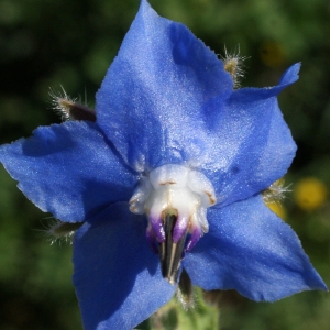 Photographie n°1140621 du taxon Borago officinalis L. [1753]