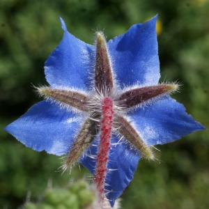 Photographie n°1140623 du taxon Borago officinalis L. [1753]