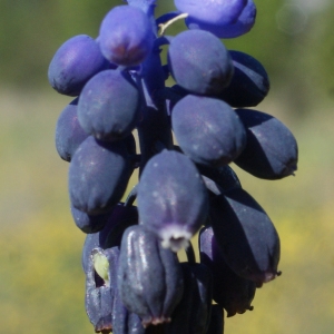 Photographie n°1140624 du taxon Muscari neglectum Guss. ex Ten. [1842]