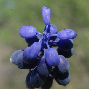 Photographie n°1140627 du taxon Muscari neglectum Guss. ex Ten. [1842]