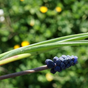 Photographie n°1140665 du taxon Muscari neglectum Guss. ex Ten. [1842]