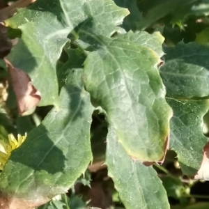 Photographie n°1140792 du taxon Sonchus oleraceus L. [1753]