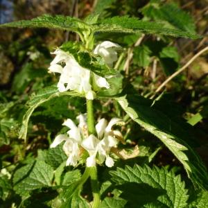 Photographie n°1141556 du taxon Lamium album L.