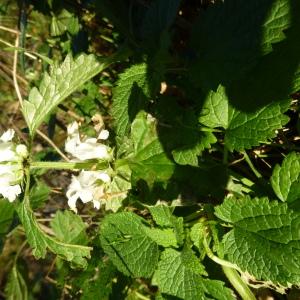 Photographie n°1141596 du taxon Lamium album L.