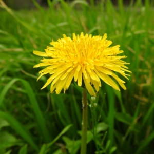 Photographie n°1143064 du taxon Taraxacum F.H.Wigg. [1780]