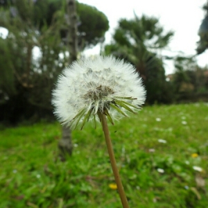 Photographie n°1143065 du taxon Taraxacum F.H.Wigg. [1780]