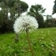  Dessì ROBERTO - Taraxacum F.H.Wigg. [1780]