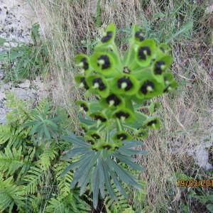 Photographie n°1143725 du taxon Euphorbia characias L. [1753]