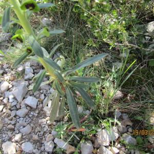 Photographie n°1143728 du taxon Euphorbia characias L. [1753]