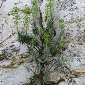 Photographie n°1143730 du taxon Euphorbia characias L. [1753]