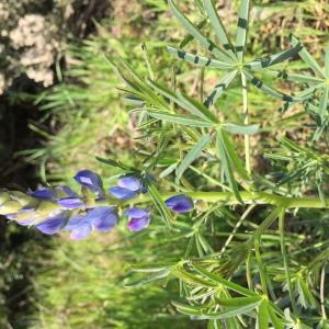 Photographie n°1144409 du taxon Lupinus angustifolius L. [1753]