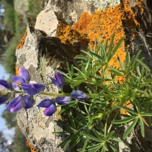 Photographie n°1144415 du taxon Lupinus angustifolius L. [1753]