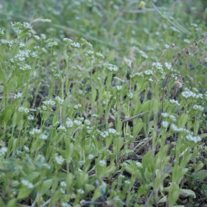 Photographie n°1145459 du taxon Valerianella locusta (L.) Laterr.