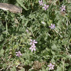 Photographie n°1146219 du taxon Erodium cicutarium (L.) L'Hér.