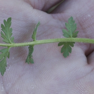 Photographie n°1146221 du taxon Erodium cicutarium (L.) L'Hér.