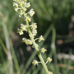 Photographie n°1146266 du taxon Reseda lutea L. [1753]