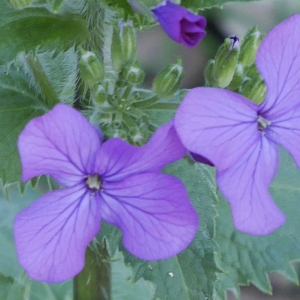 Photographie n°1146287 du taxon Lunaria annua L.