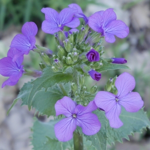 Photographie n°1146288 du taxon Lunaria annua L.