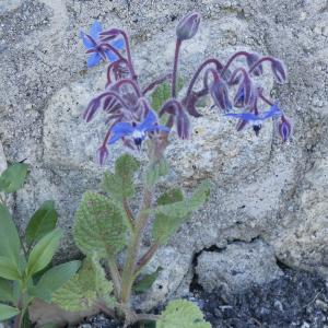 Photographie n°1146337 du taxon Borago officinalis L.