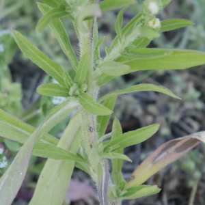 Photographie n°1146367 du taxon Erigeron sumatrensis Retz. [1810]