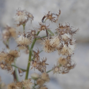 Photographie n°1146368 du taxon Erigeron sumatrensis Retz. [1810]