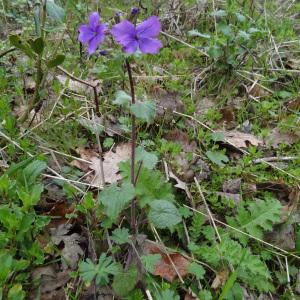 Photographie n°1146716 du taxon Lunaria annua L. [1753]