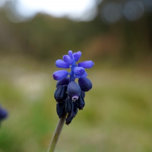 Photographie n°1146991 du taxon Muscari neglectum Guss. ex Ten. [1842]