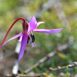 Photographie n°1147521 du taxon Erythronium dens-canis L.