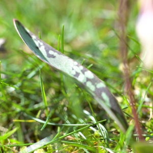 Photographie n°1147526 du taxon Erythronium dens-canis L.