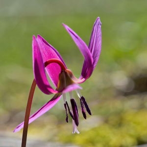 Photographie n°1147541 du taxon Erythronium dens-canis L.