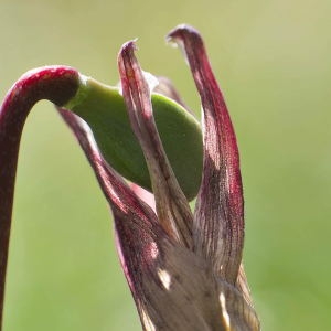 Photographie n°1147545 du taxon Erythronium dens-canis L.