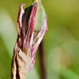 Photographie n°1147556 du taxon Erythronium dens-canis L.