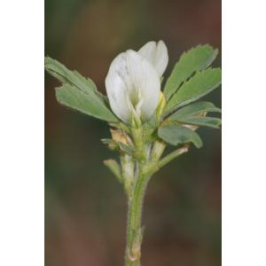 Trigonella foenum-graecum L. (Fenugrec)