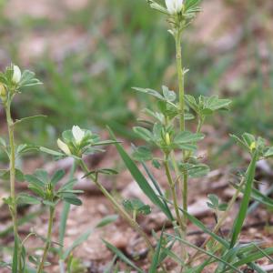 Photographie n°1147565 du taxon Trigonella foenum-graecum L. [1753]