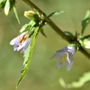 Photographie n°1147672 du taxon Campanula rapunculoides L. [1753]