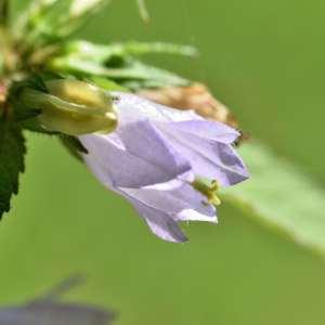 Photographie n°1147676 du taxon Campanula rapunculoides L. [1753]