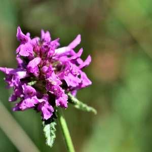 Photographie n°1147804 du taxon Stachys officinalis (L.) Trévis. [1842]