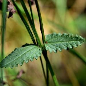 Photographie n°1147806 du taxon Stachys officinalis (L.) Trévis. [1842]