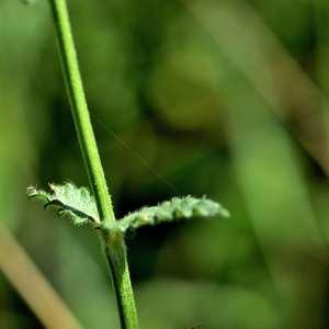 Photographie n°1147812 du taxon Stachys officinalis (L.) Trévis. [1842]