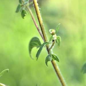 Photographie n°1147871 du taxon Origanum vulgare L. [1753]