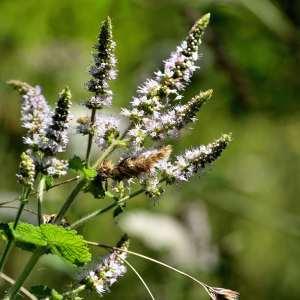 Photographie n°1147876 du taxon Origanum vulgare L. [1753]