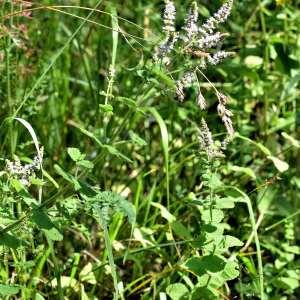 Photographie n°1147880 du taxon Origanum vulgare L. [1753]