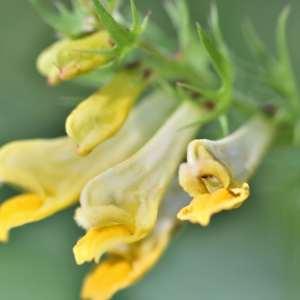 Photographie n°1147884 du taxon Melampyrum pratense L. [1753]