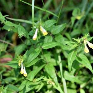 Photographie n°1147894 du taxon Melampyrum pratense L. [1753]