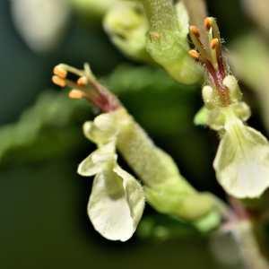 Photographie n°1147896 du taxon Teucrium scorodonia L. [1753]