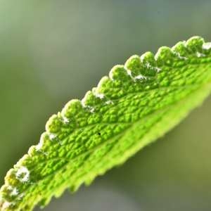 Photographie n°1147906 du taxon Teucrium scorodonia L. [1753]