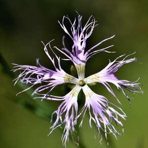 Diosanthos superbum (L.) Bubani (Oeillet à plumet)