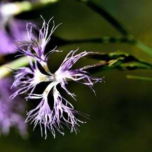 Photographie n°1147937 du taxon Dianthus superbus L. [1755]