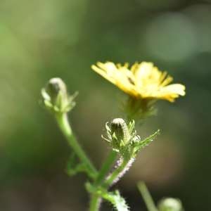 Photographie n°1147983 du taxon Picris hieracioides L. [1753]